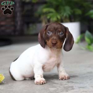 Jackson, Dachshund Puppy